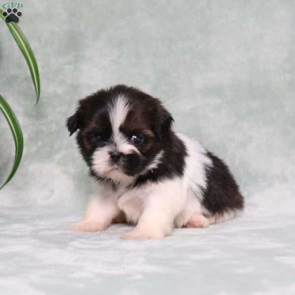 Blueberry, Shih Tzu Puppy